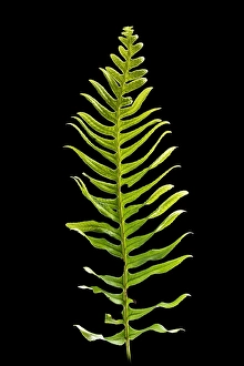Polypodiaceae Prints: Brede eikvaren, Intermediate Polypody, Polypodium interjectum