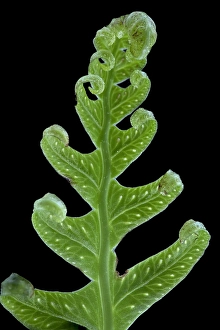 Polypodiaceae Prints: Brede eikvaren, Intermediate Polypody, Polypodium interjectum