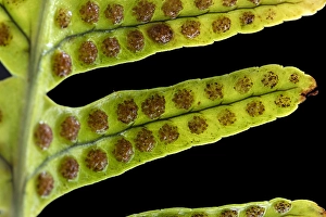 Polypodiaceae Prints: Brede eikvaren, Intermediate Polypody, Polypodium interjectum