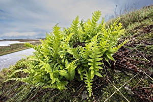 Polypodiaceae Prints: Brede eikvaren, Intermediate Polypody, Polypodium interjectum