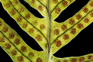 Polypodiaceae Prints: Brede eikvaren, Intermediate Polypody, Polypodium interjectum
