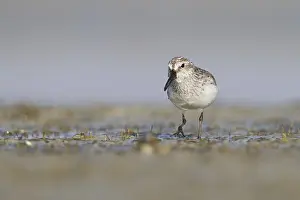 2013 Prints: Breedbekstrandloper, Broad-billed Sandpiper, Limicola falcinellu