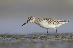 2013 Prints: Breedbekstrandloper, Broad-billed Sandpiper, Limicola falcinellu