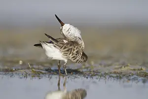 2013 Prints: Breedbekstrandloper, Broad-billed Sandpiper, Limicola falcinellu