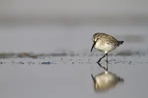 2013 Prints: Breedbekstrandloper, Broad-billed Sandpiper, Limicola falcinellu