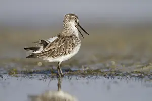 2013 Prints: Breedbekstrandloper, Broad-billed Sandpiper, Limicola falcinellu