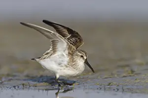2013 Prints: Breedbekstrandloper, Broad-billed Sandpiper, Limicola falcinellu