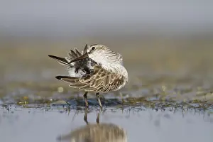 2013 Prints: Breedbekstrandloper, Broad-billed Sandpiper, Limicola falcinellu