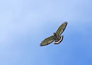 Images Dated 27th January 2014: Breedvleugelbuizerd, Broad-winged Hawk, Buteo platypterus in flight. Colombia