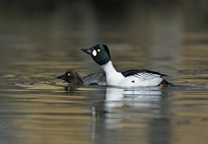 2003 Prints: Brilduiker, Common Goldeneye, Bucephala clangula