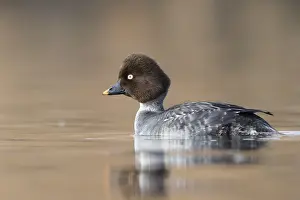 Adult Female Prints: Brilduiker, Common Goldeneye, Bucephala clangula
