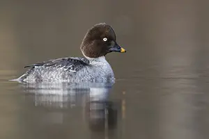 Adult Female Prints: Brilduiker, Common Goldeneye, Bucephala clangula