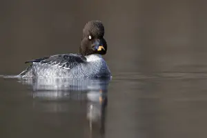 Adult Female Prints: Brilduiker, Common Goldeneye, Bucephala clangula