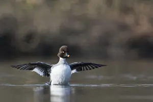 Adult Female Prints: Brilduiker, Common Goldeneye, Bucephala clangula