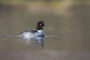 Adult Female Prints: Brilduiker, Common Goldeneye, Bucephala clangula