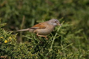 Conspicillata Prints: Brilgrasmus, Spectacled Warbler, Sylvia conspicillata