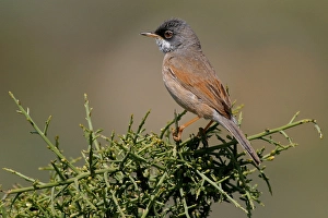 Conspicillata Prints: Brilgrasmus, Spectacled Warbler, Sylvia conspicillata