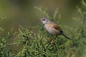 Conspicillata Prints: Brilgrasmus, Spectacled Warbler, Sylvia conspicillata