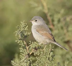 Conspicillata Prints: Brilgrasmus, Spectacled Warbler, Curruca conspicillata
