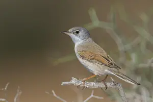 Conspicillata Prints: Brilgrasmus, Spectacled Warbler, Sylvia conspicillata conspicillata