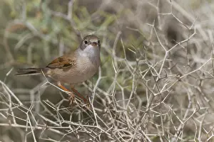 Conspicillata Prints: Brilgrasmus, Spectacled Warbler, Sylvia conspicillata conspicillata
