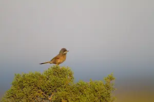 Conspicillata Prints: Brilgrasmus, Spectacled Warbler, Curruca conspicillata conspicil