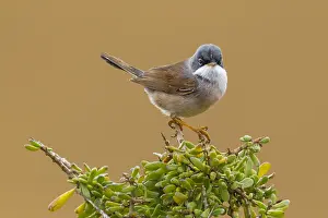 Conspicillata Prints: Brilgrasmus, Spectacled Warbler, Curruca conspicillata conspicil