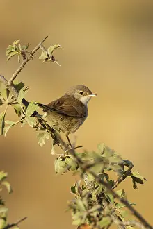 : Brilgrasmus, Spectacled Warbler, Sylvia conspicillata