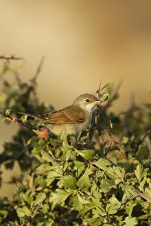 : Brilgrasmus, Spectacled Warbler, Sylvia conspicillata