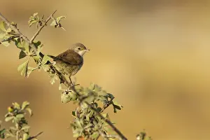 : Brilgrasmus, Spectacled Warbler, Sylvia conspicillata
