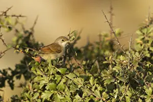 : Brilgrasmus, Spectacled Warbler, Sylvia conspicillata