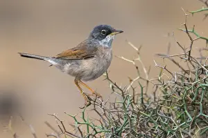 Conspicillata Prints: Brilgrasmus; Spectacled Warbler; Sylvia conspicillata