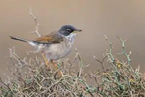 Conspicillata Prints: Brilgrasmus; Spectacled Warbler; Sylvia conspicillata