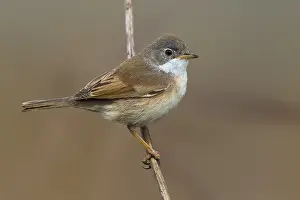 Conspicillata Prints: Brilgrasmus; Spectacled Warbler; Sylvia conspicillata