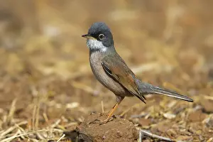 Conspicillata Prints: Brilgrasmus; Spectacled Warbler; Sylvia conspicillata