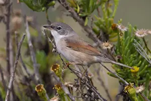 Conspicillata Prints: Brilgrasmus; Spectacled Warbler; Sylvia conspicillata