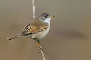 Conspicillata Prints: Brilgrasmus; Spectacled Warbler; Sylvia conspicillata