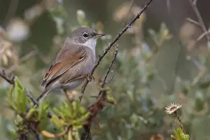 Conspicillata Prints: Brilgrasmus; Spectacled Warbler; Sylvia conspicillata