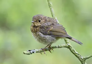 Images Dated 11th June 2014: British Robin, Erithacus rubecula melophilus