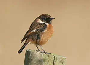 Rubicola Prints: British Stonechat, Saxicola rubicola hibernans