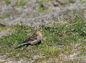 Images Dated 18th April 2014: British Twite, Carduelis flavirostris pipilans