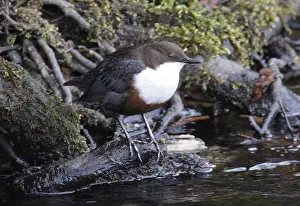 White Throated Prints: British White-throated Dipper, Cinclus cinclus gularis