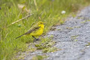 Motacilla Prints: British Yellow Wagtail, Engelse Gele Kwikstaart, Motacilla flava