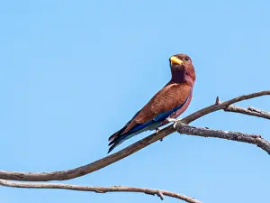 Broad Billed Prints: Broad-billed Roller, Eurystomus glaucurus
