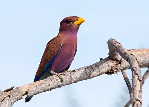 Broad Billed Prints: Broad-billed Roller, Eurystomus glaucurus