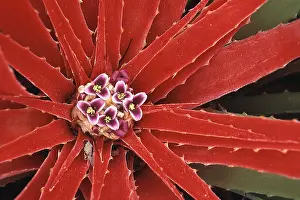 Netherlands Antilles Prints: Bromelia