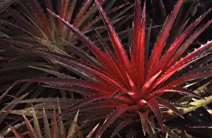 2000 Prints: Bromelia