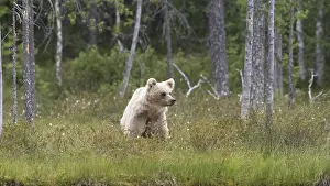 Images Dated 21st July 2021: Brown Bear, Ursus arctos