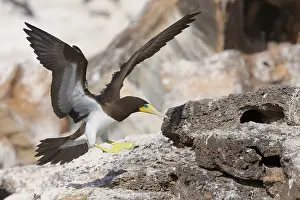 Sulidae Prints: Brown Booby