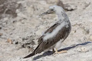 Sulidae Prints: Brown Booby